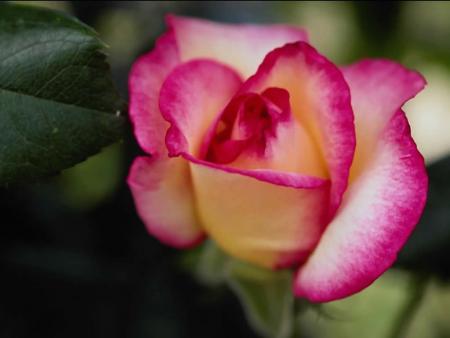 LA ROSE Ronsard
